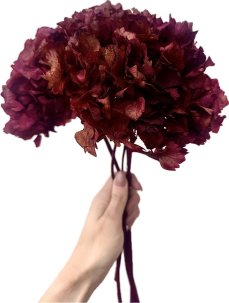 Stabilizovaná hortenzia vinová/bordová zvazok