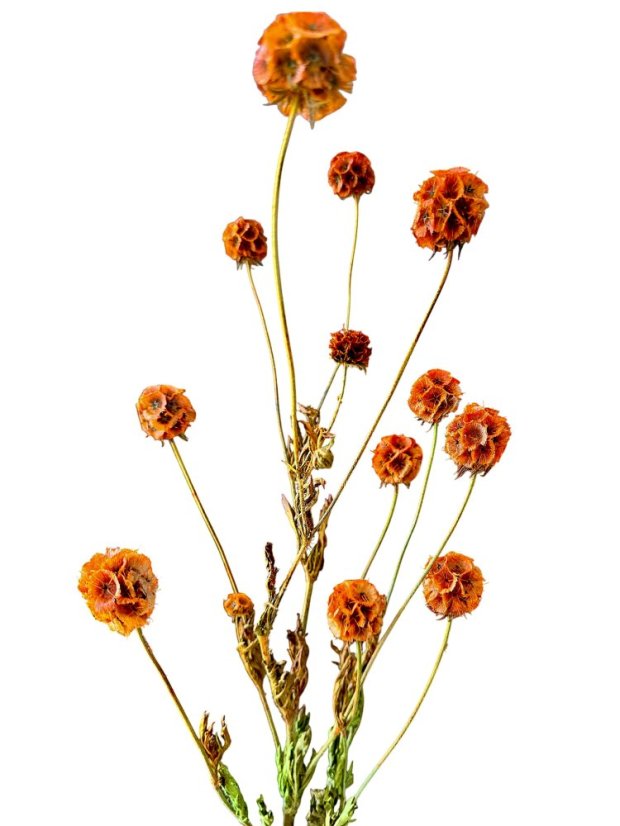 Stabilizovaná Scabiosa oranžová zväzok 10 kvetov