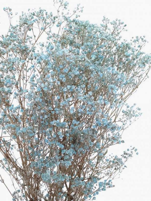 Nevěstin závoj/stabilizovaná Gypsophila svazek/kytice světle modrá