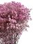 Nevěstin závoj/stabilizovaná Gypsophila svazek/kytice RŮŽOVOFIALOVÁ ŽÍHANÁ - Balení: 100g