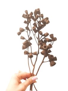 Sušené plody eukalyptu větvička