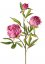 Pivonka syto ružová 'real touch' umelá 2 kvety (Ø 10 a Ø 8cm) , 1 púčik, 73cm
