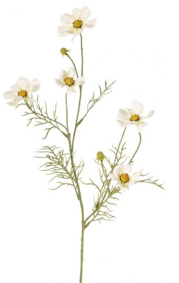Cosmea/krásenka bílé květy, krásné zpracování, 72cm