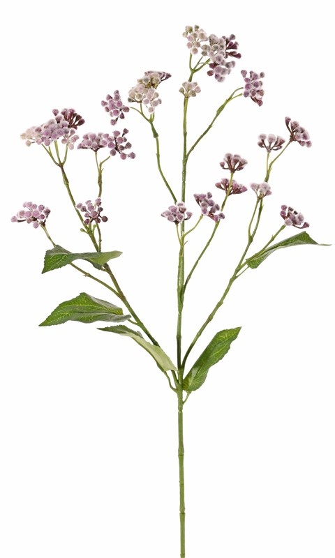 Sadec purpurový/Eupatorium, fialové hebké kvety, viac vetvičiek s listami, 80cm