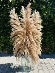 PAMPAS NATURAL BRONZE Sušená travina 120cm