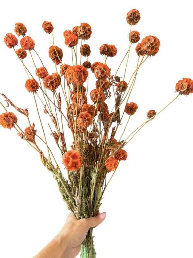 Stabilizovaná Scabiosa oranžová zväzok 10 kvetov