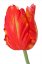 Tulipán papagáj červený pogumovaný XL, DE LUXE, 64cm