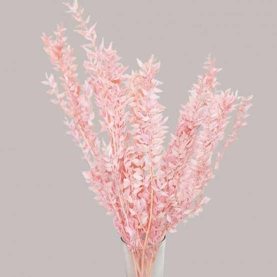 Stabilizovaný ruskus (ruscus) kytica/zväzok svetlo ružových vetvičiek