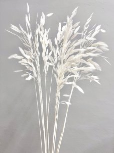 Sušený plochoklásek (Chasmanthium) svazek bělený