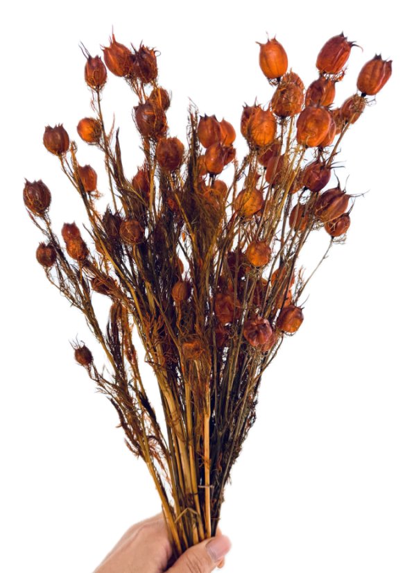 Stabilizovaná černucha (Nigella) karamelová svazek/kytice - Balení: 100g