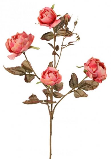 Růže drobná keříková, pudrová 'vintage' 4 květy (2x Ø 8cm, 2x Ø 5cm), 76cm