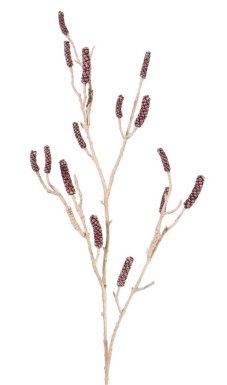 Callistemon / Štetkovec (plody) vetva XL, jemné detaily, 120cm