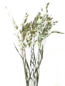Sušený plochoklásek (Chasmanthium) svazek natural přírodní
