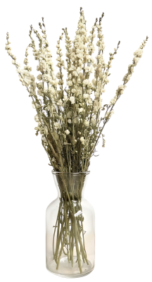 Sušená ostrôžka (Delphinium) biela zväzok