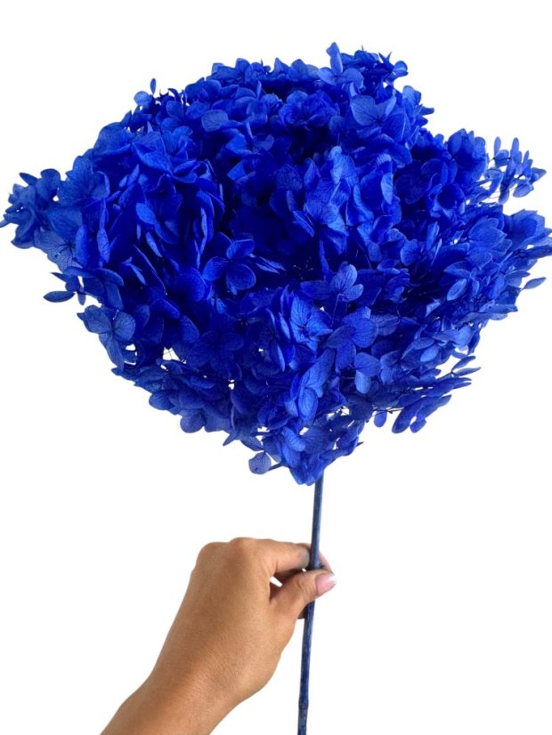 Stabilizovaná hortenzie CABEZA výrazná tmavě modrá / indigo blue XL