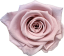 Stabilizovaná ruža KIARA XL nostalgia rose (hlava)