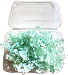 Stabilizovaná hortenzia CABEZA mentolová KVETY 10g