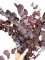 Stabilizovaný eukalyptus ESPIRAL vínový, kytice/svazek