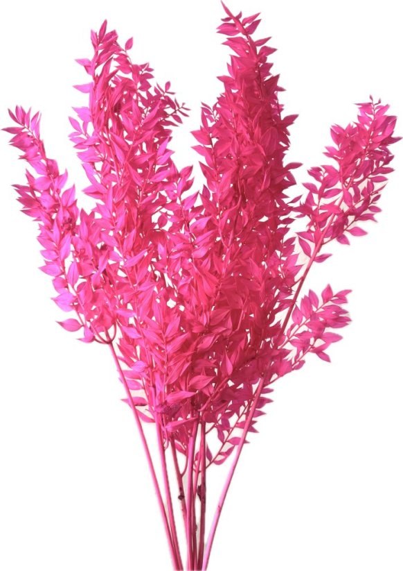 Stabilizovaný ruskus (ruscus) kytica/zväzok cyklámových vetvičiek - Balenie: 50g
