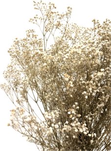 Nevěstin závoj/stabilizovaná Gypsophila svazek/kytice přírodní champagne