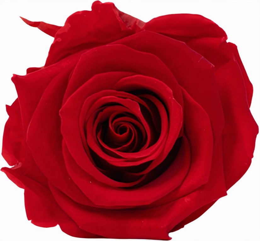 Stabilizovaná ruža Rose Amor XL červená (hlava)