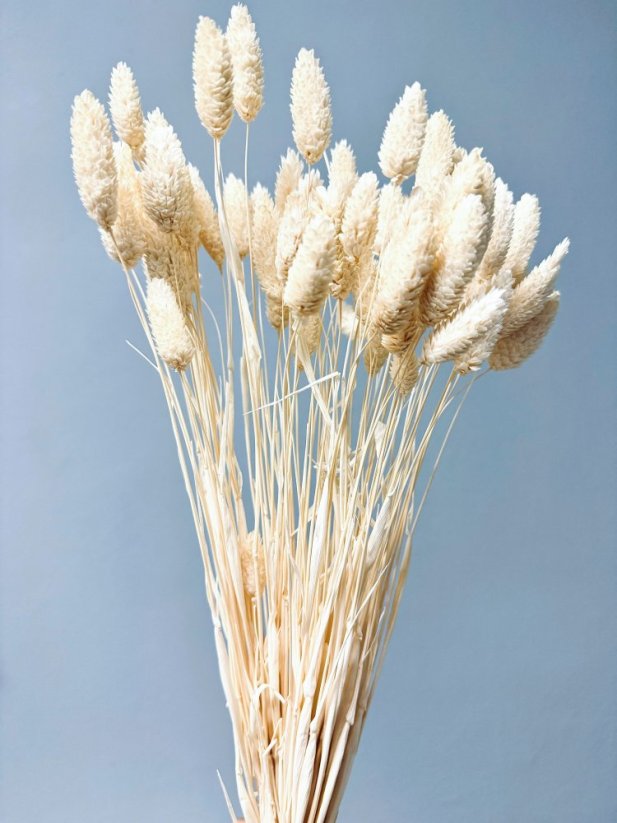 Sušený phalaris kytica/zväzok bielený