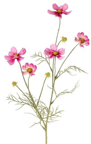 Cosmea/krásenka růžové květy, krásné zpracování, 72cm