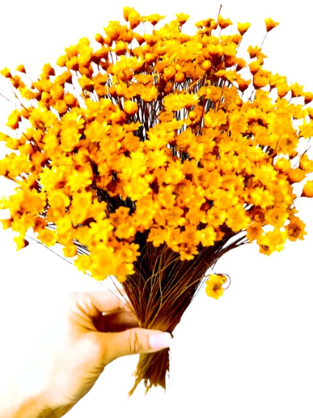 Sušená glixia žlutá/hořčicová, kytice/svazek 50g