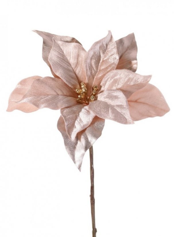Vánoční hvězda z kolekce 'Glamour' sepia rose, 1 květ (Ø 23 cm), 55 cm