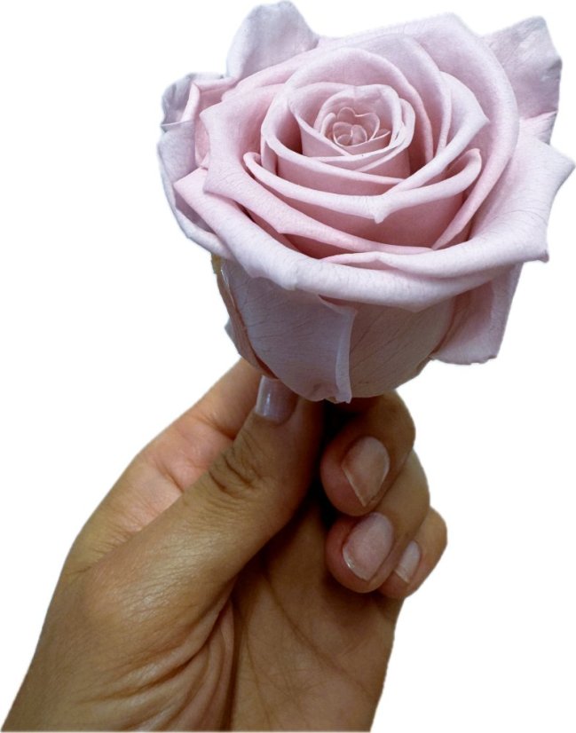 Stabilizovaná ruža KIARA XL nostalgia rose (hlava)