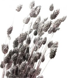 Sušený phalaris kytica/zväzok strieborný