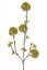 Kalina/Viburnum vetva, zhluky zelených púčikov 13ks, 80cm