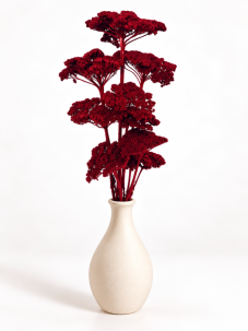 Stabilizovaný rebríček (Achillea) vinový zväzok/kytica 5ks