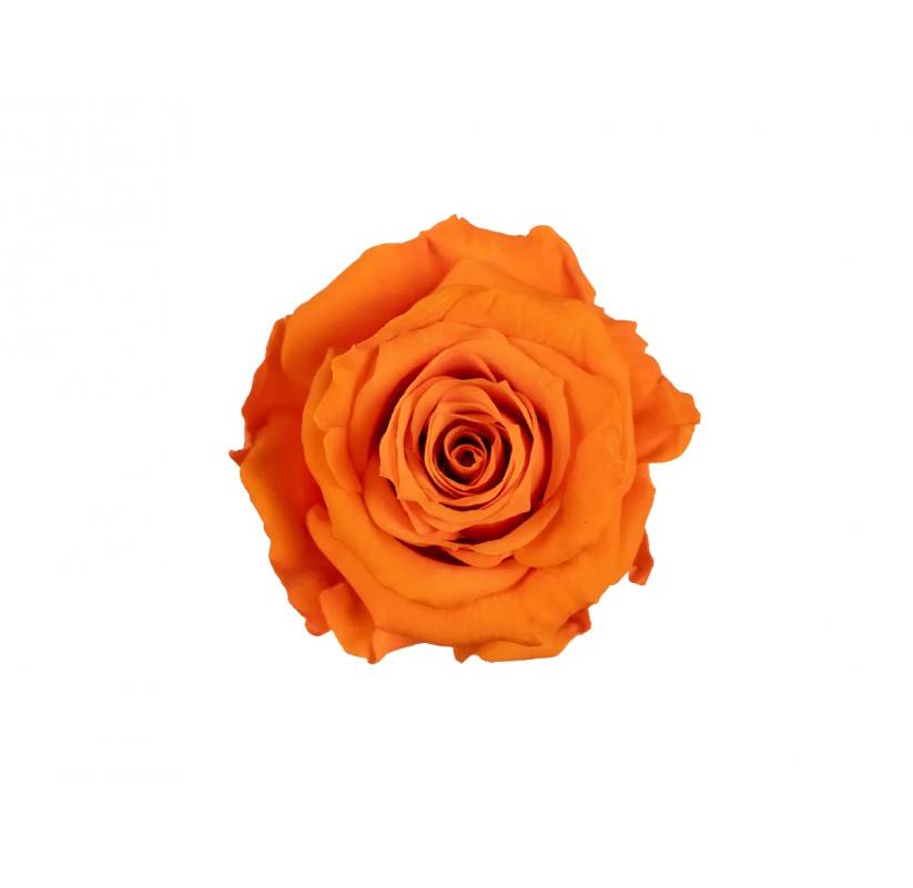 Stabilizovaná růže Rose Amor S oranžová (hlava) Stabilizovaná růže Rose Amor S oranžová (hlava)