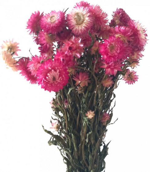 Helichrysum, slamienka ružová/fuchsiová