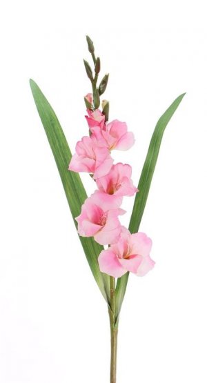 Mečík (Gladiola) růžový, 5 květů, 8 pupenů, 2 listy 83cm