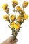 Helichrysum, slamienka žltá