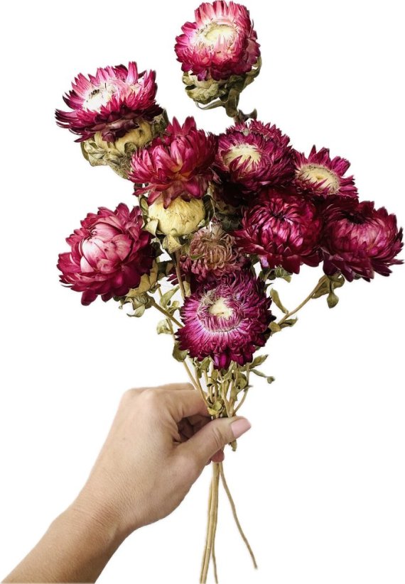 Helichrysum, slamienka tmavo fialová