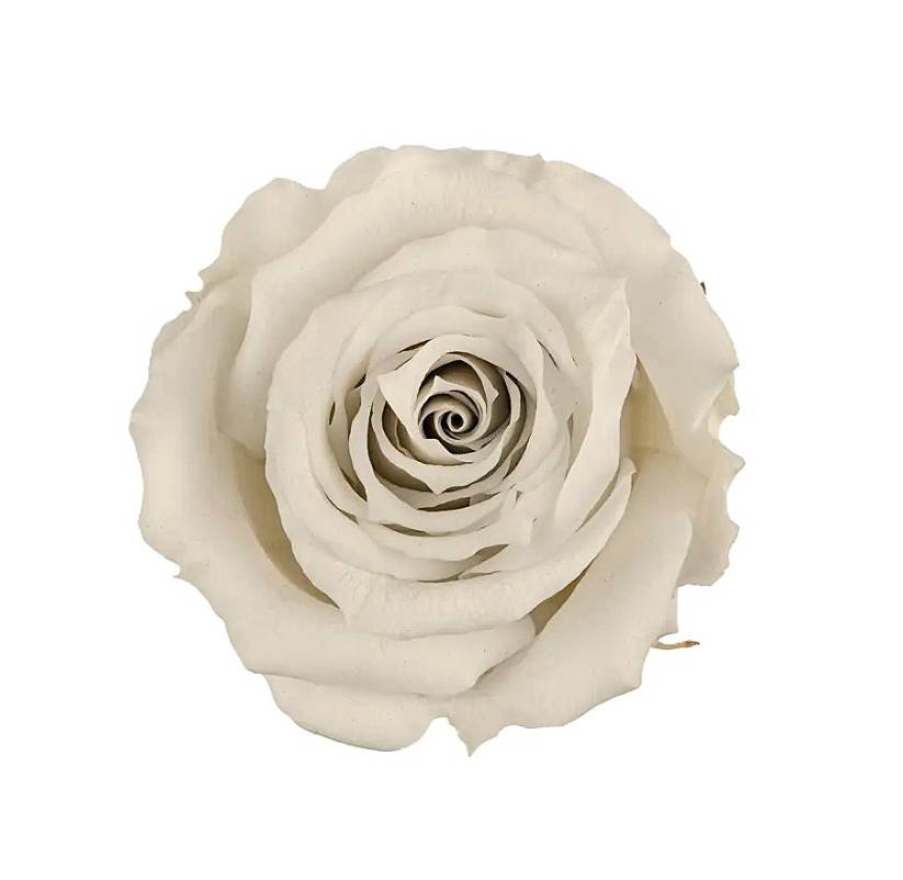 Stabilizovaná ruža Rose Amor  M+ smotanová (hlava)
