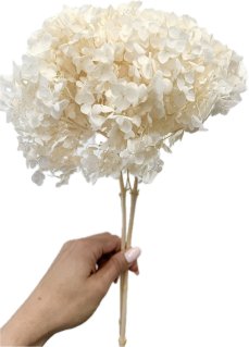 Stabilizovaná hortenzia CABEZA bielená XL