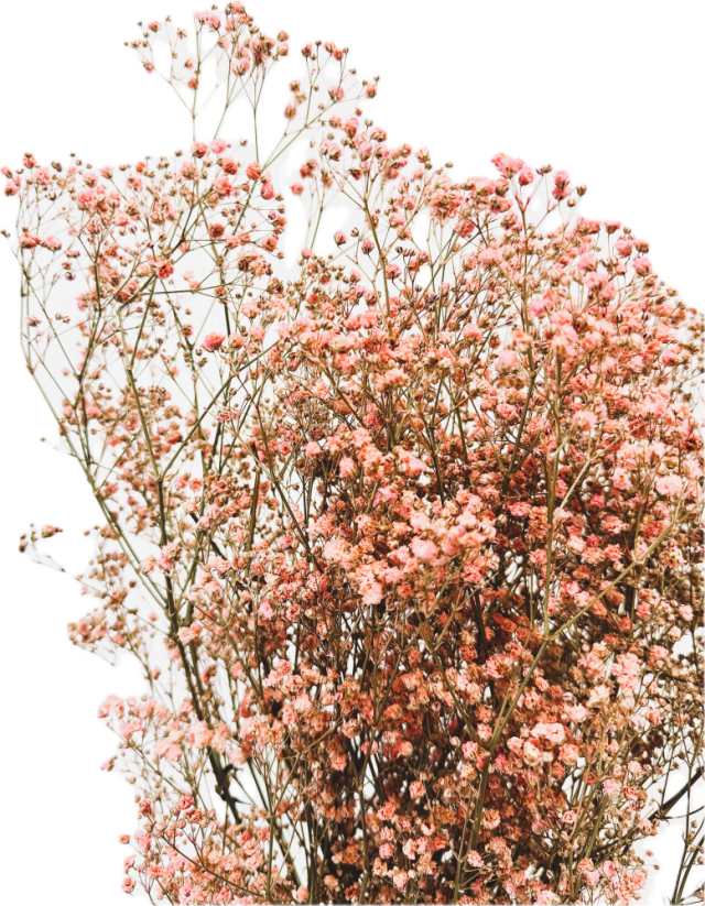 Nevěstin závoj/stabilizovaná Gypsophila svazek/kytice růžová