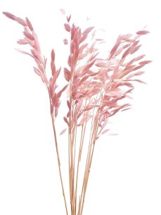 Sušený plochoklások (Chasmanthium) zväzok svetlo ružový