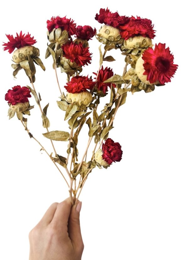 Helichrysum, slaměnka červená