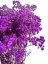 Nevěstin závoj/stabilizovaná Gypsophila zväzok/kytica FIALOVÁ