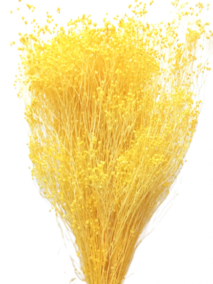 Sušený Broom Bloom žltý, kytica/zväzok