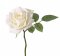 Růže bílá 'de luxe' Ø 12cm, 30cm