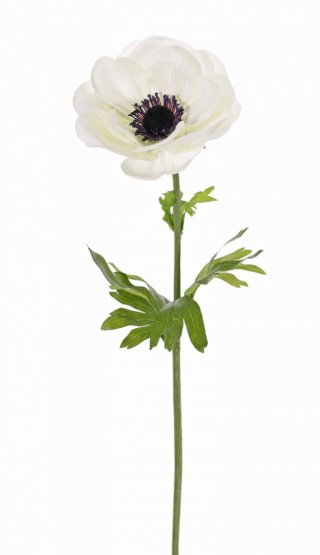 Sasanka/Anemone bílá, 1 květ Ø 11cm, 43cm