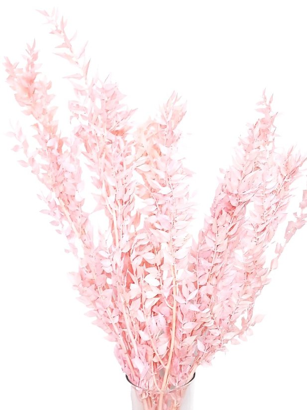 Stabilizovaný ruskus (ruscus) kytica/zväzok svetlo ružovýnádych - Balenie: 50g