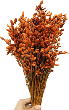 Sušená trasiaca tráva Briza oranžová/okrová zväzok