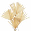 Sušené palmové listy bielené SUN PALM zväzok 5ks